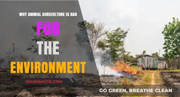 Animal Agriculture's Environmental Impact: A Growing Global Crisis