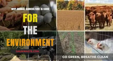 Sustainable Farming: How Animal Agriculture Benefits Our Environment