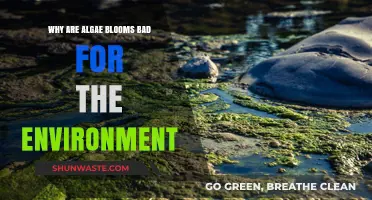 Algae Blooms: Environmental Threats to Waterways, Wildlife, and Ecosystems