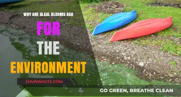 Algal Blooms: Environmental Threats to Ecosystems, Water, and Wildlife