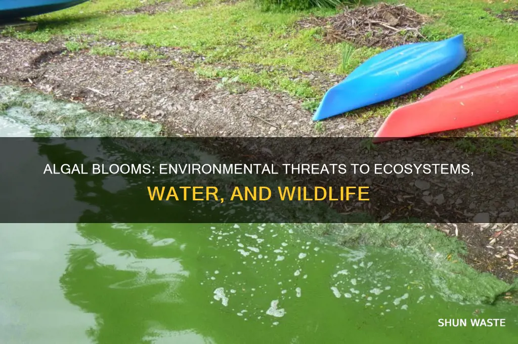 why are algal blooms bad for the environment
