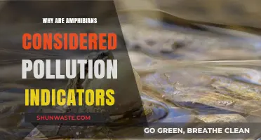 Amphibians as Pollution Indicators: Their Role in Environmental Health