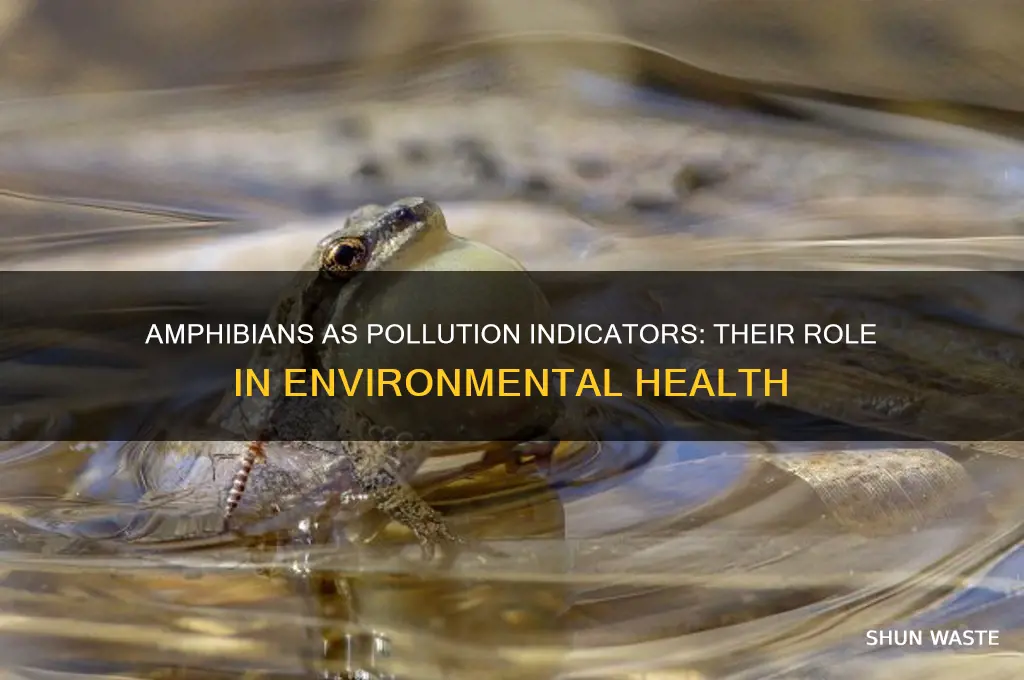 why are amphibians considered pollution indicators