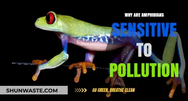Amphibians and Pollution: Understanding Their Unique Sensitivity to Environmental Toxins