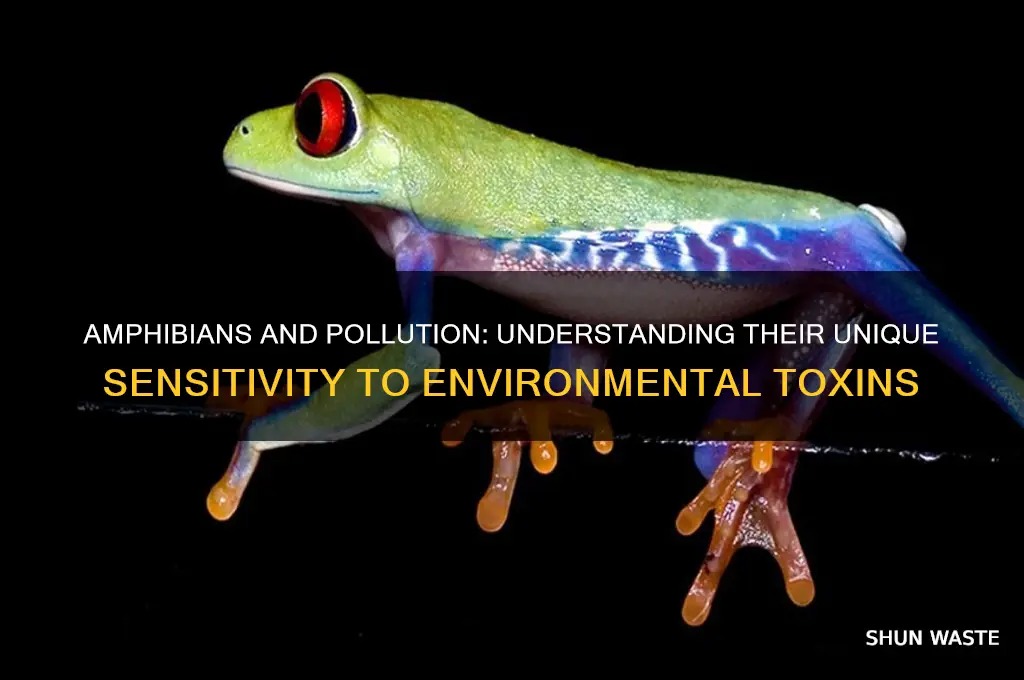 why are amphibians sensitive to pollution