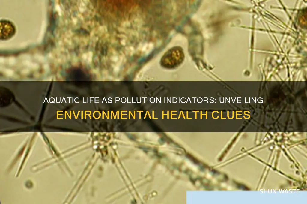 why are aquatic organisms good indications of pollution