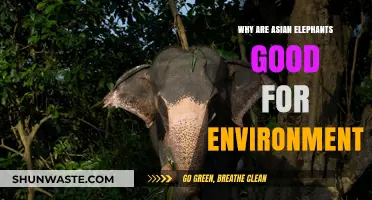Asian Elephants: Eco-Heroes Shaping Biodiversity and Healthy Ecosystems