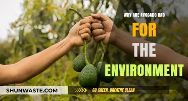 Avocado's Dark Side: Environmental Impact of a Trendy Superfood Explained