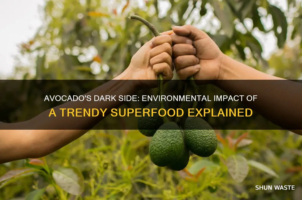 why are avocado bad for the environment