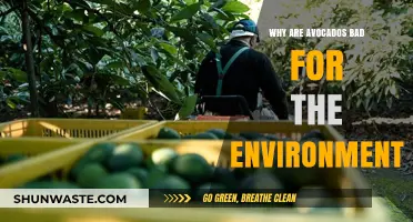 Avocados' Environmental Impact: Unsustainable Farming Practices and Deforestation Concerns