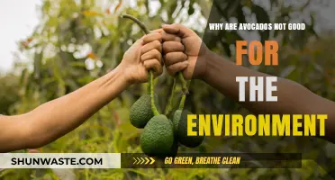 Avocados' Environmental Impact: Unsustainable Practices and Ecological Consequences Explained