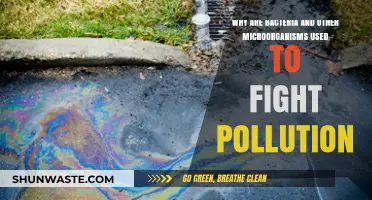 Microbial Warriors: How Bacteria Combat Pollution and Clean Ecosystems