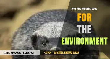Badgers: Unsung Eco-Heroes and Their Vital Role in Ecosystems