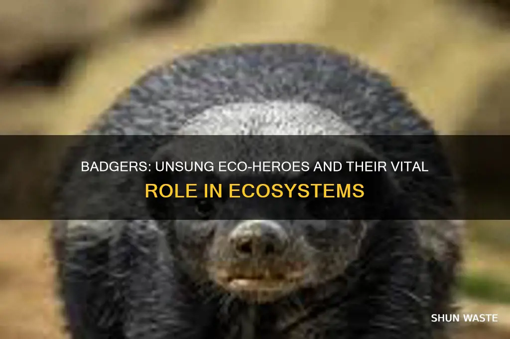 why are badgers good for the environment