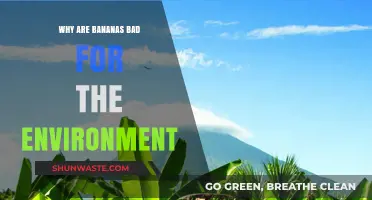 Bananas' Environmental Impact: Unpeeling the Hidden Ecological Costs