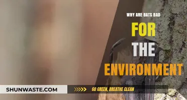 Debunking Myths: Are Bats Truly Harmful to Ecosystems?
