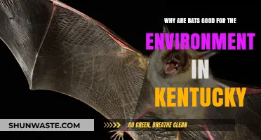 Kentucky's Bats: Unsung Heroes in Preserving Our Ecosystem