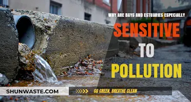 Bays and Estuaries: Why These Ecosystems Are Pollution-Sensitive