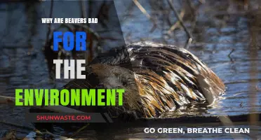 Beavers' Environmental Impact: Uncovering Their Surprising Ecological Drawbacks