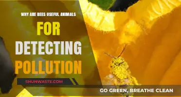 Bees as Eco-Sentinels: Detecting Pollution and Protecting Ecosystems