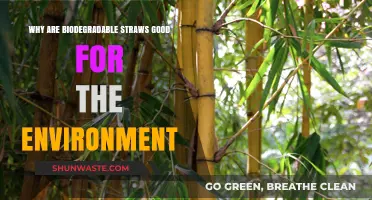 Eco-Friendly Sipping: How Biodegradable Straws Benefit Our Planet