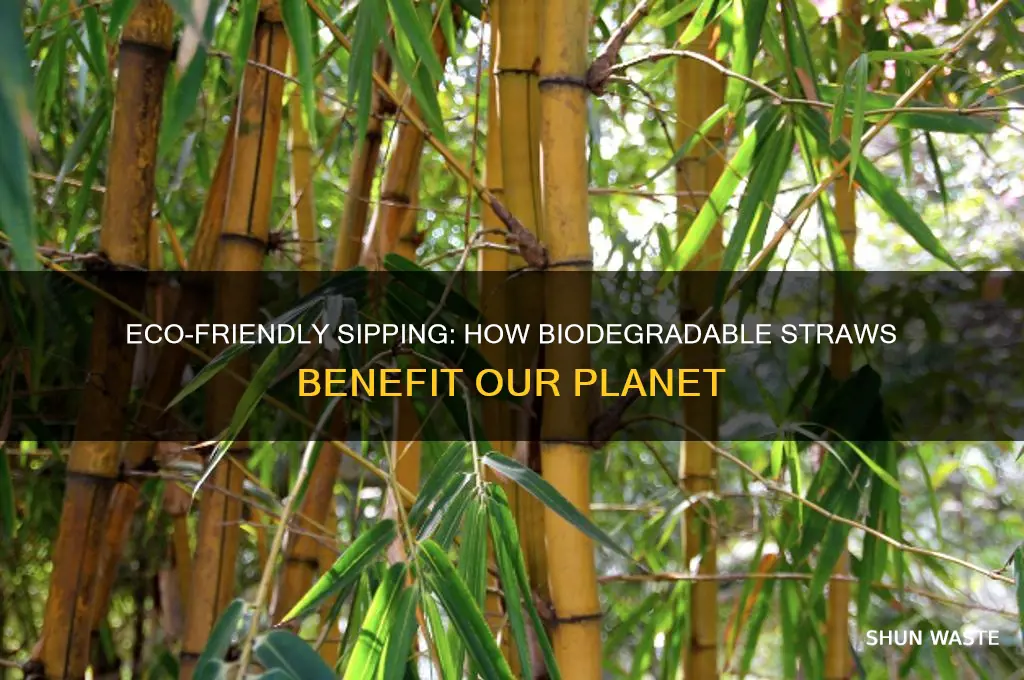 why are biodegradable straws good for the environment