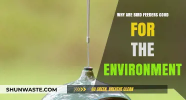 Boosting Biodiversity: How Bird Feeders Benefit Our Environment