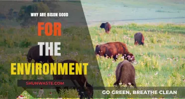 Bison's Eco-Impact: Restoring Grasslands and Boosting Biodiversity Naturally