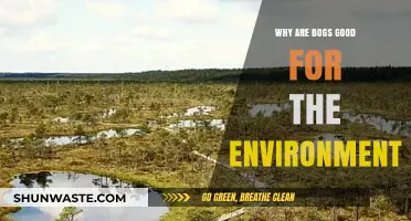 Bogs: Unsung Heroes in Preserving Ecosystems and Combating Climate Change
