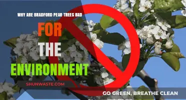 Bradford Pear Trees: Environmental Harm and Invasive Threats Explained