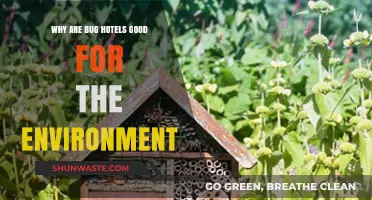 Bug Hotels: Boosting Biodiversity and Supporting a Healthy Ecosystem