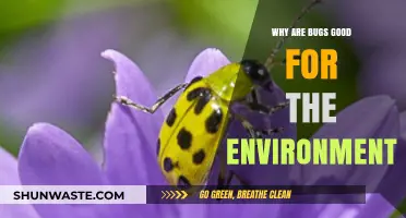 Bugs: Unsung Heroes Sustaining Ecosystems and Environmental Balance