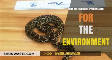 Burmese Pythons: Environmental Threats and Ecosystem Disruption in Florida