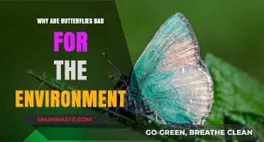 Butterflies' Dark Side: Uncovering Their Unexpected Environmental Impact