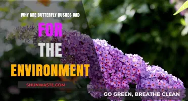 Butterfly Bushes' Dark Side: Environmental Harm and Invasive Threats