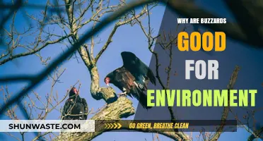 Buzzards: Nature's Cleanup Crew and Ecosystem Guardians Explained