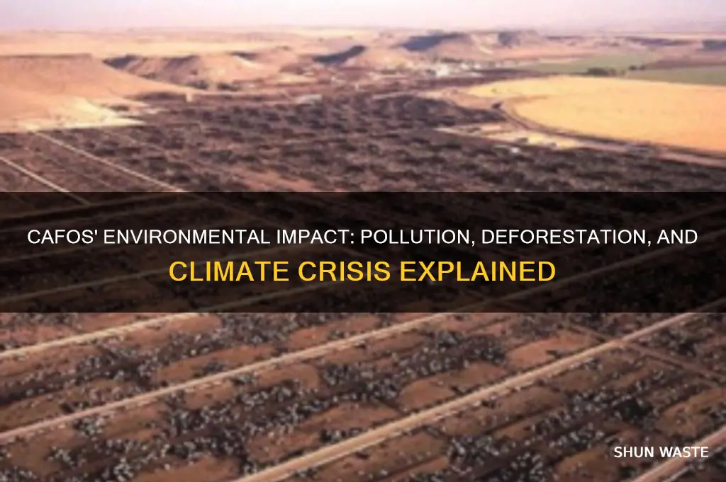 why are cafos bad for the environment journal