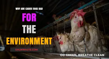 Caged Eggs' Environmental Impact: Uncovering the Hidden Ecological Costs