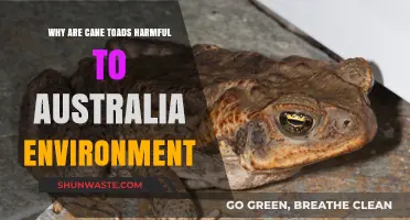 Cane Toads: Devastating Impact on Australia's Ecosystem and Wildlife