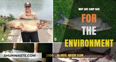 Carp's Environmental Impact: How Invasive Species Disrupt Ecosystems