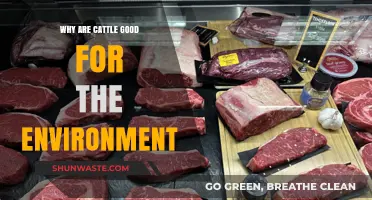 Cattle's Surprising Role in Promoting a Healthier, Sustainable Environment