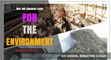 Chickens: Eco-Friendly Allies for Sustainable Living and Soil Health