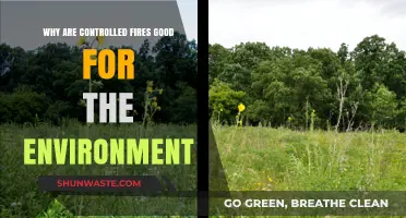 Controlled Burns: Unlocking Nature's Secrets for a Healthier Ecosystem