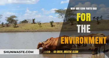 Cow Emissions: The Surprising Environmental Impact of Livestock Flatulence