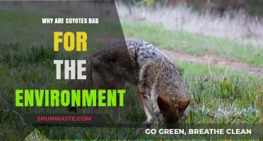 Coyotes' Environmental Impact: Uncovering Their Negative Ecological Effects
