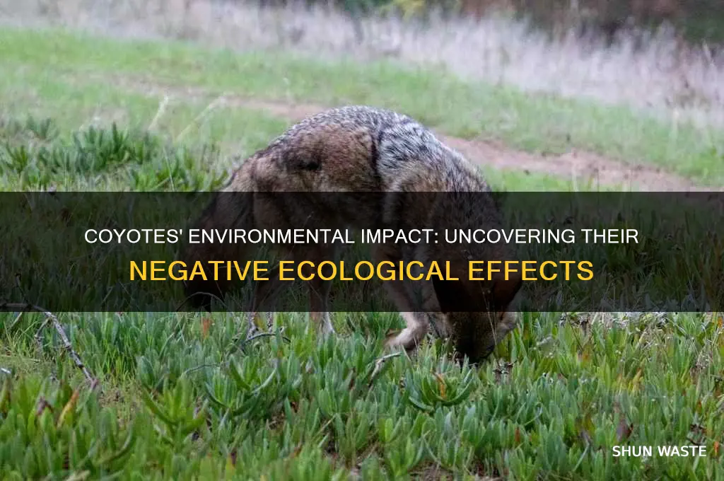 why are coyotes bad for the environment