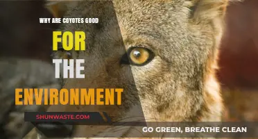 Coyotes: Essential Predators for Ecosystem Balance and Biodiversity