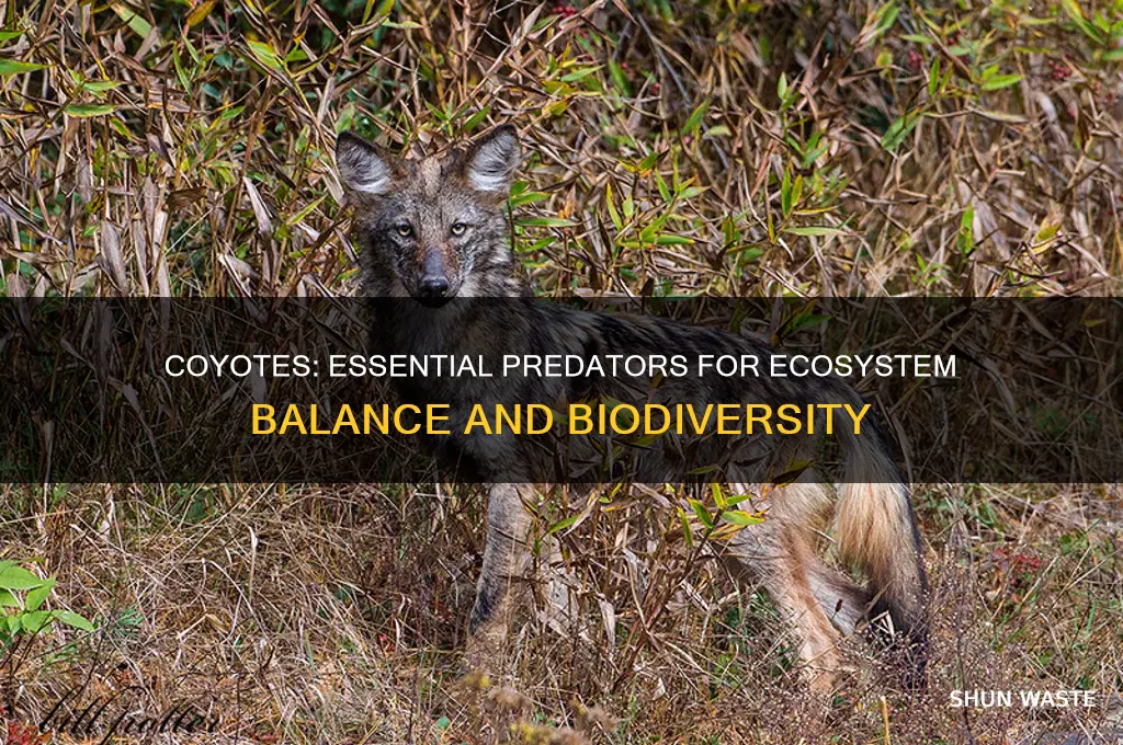 why are coyotes good for the environment