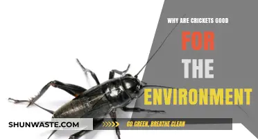 Crickets: Eco-Friendly Heroes Boosting Soil, Biodiversity, and Sustainability