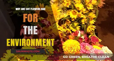 Cut Flowers' Hidden Environmental Cost: A Blooming Concern